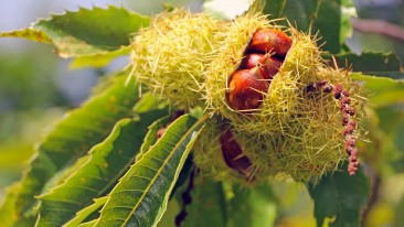 Kastanie (Castanea) – Sorten, Pflege & Krankheiten