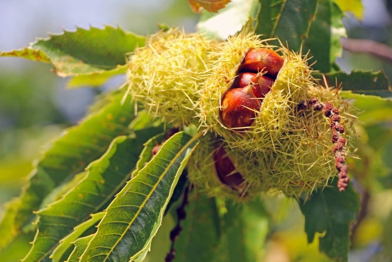 Kastanie (Castanea) – Sorten, Pflege & Krankheiten