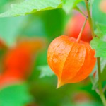 Lampionblume (Physalis alkekengi) - Zierpflanze und Dekoration