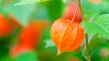 Lampionblume (Physalis alkekengi) – säen und pflanzen