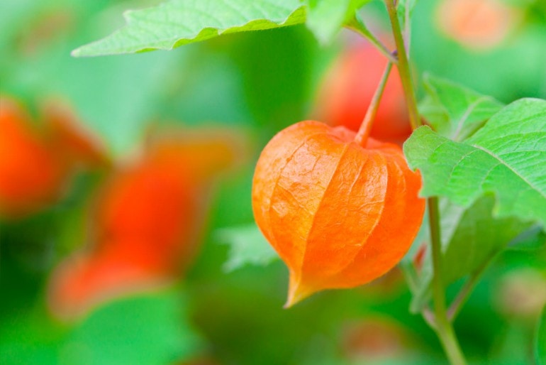 Lampionblume (Physalis alkekengi) – säen und pflanzen