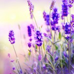 Tipps und Tricks: Lavendel richtig schneiden