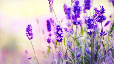 Tipps und Tricks: Lavendel richtig schneiden