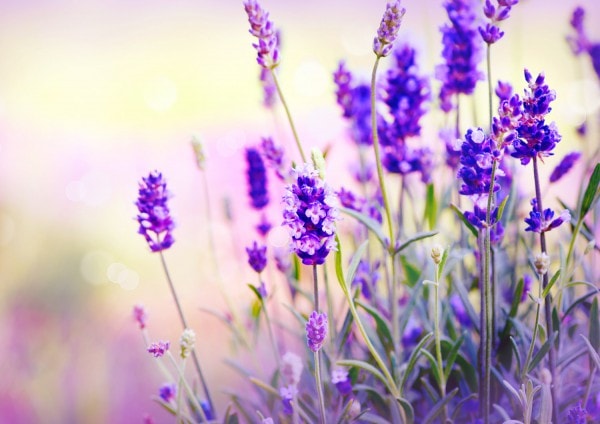 Tipps und Tricks: Lavendel richtig schneiden