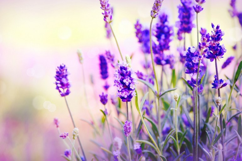 Tipps und Tricks: Lavendel richtig schneiden