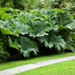 Mammutblatt (Gunnera manicata) - pflanzen, düngen, giftig