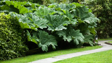 Mammutblatt (Gunnera manicata) – pflanzen, düngen, giftig