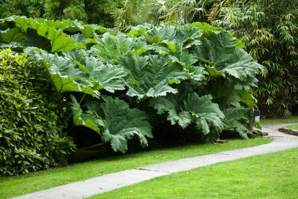 Mammutblatt (Gunnera manicata) - pflanzen, düngen, giftig