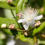 Myrte (Myrtus communis) - Pflege, Überwinterung und Schädlinge