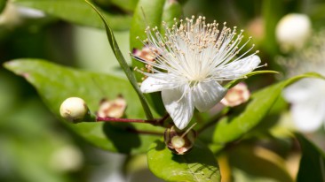 Myrte (Myrtus communis) – Pflege, Überwinterung und Schädlinge