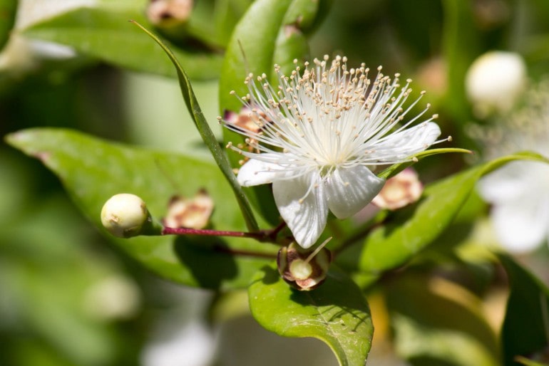 Myrte (Myrtus communis) – Pflege, Überwinterung und Schädlinge