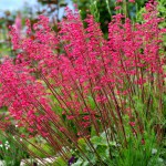 Purpurglöckchen (Heuchera Sanguinea) - Sorten, Standort & Pflege