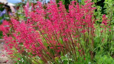 Purpurglöckchen (Heuchera Sanguinea) – Sorten, Standort & Pflege