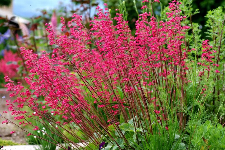 Purpurglöckchen (Heuchera Sanguinea) – Sorten, Standort & Pflege