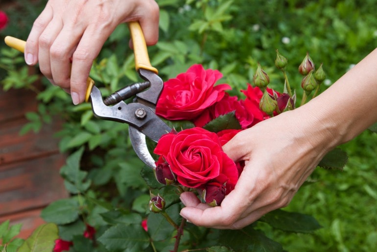 Rosen richtig schneiden – so geht’s!