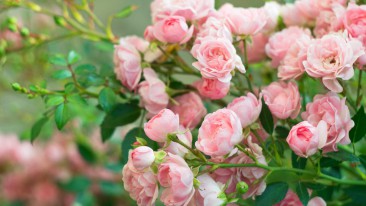 Rosenarten im Garten
