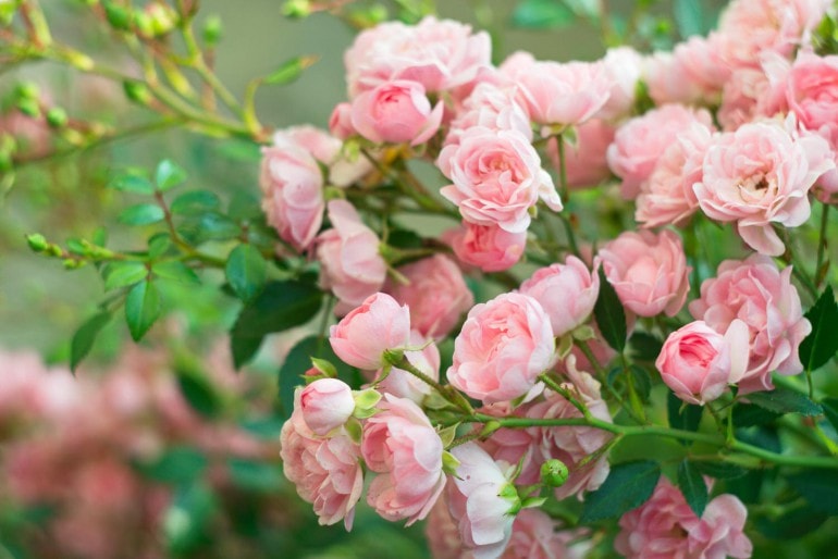 Rosenarten im Garten