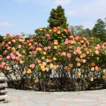 Rosenbeet anlegen - mit sorgfältiger Planung zum rosigen Garten