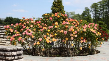 Rosenbeet anlegen – mit sorgfältiger Planung zum rosigen Garten