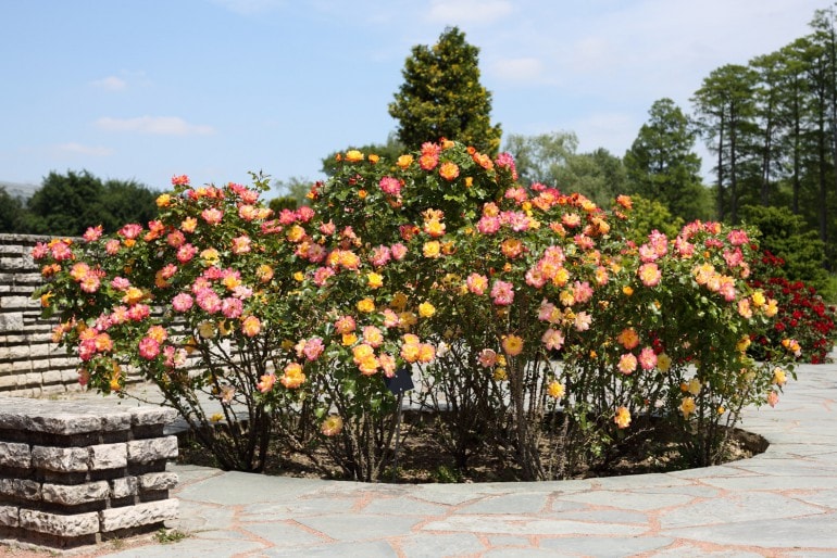 Rosenbeet anlegen – mit sorgfältiger Planung zum rosigen Garten
