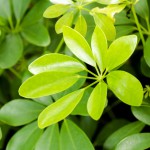 Schefflera / Strahlenaralien - Pflegen, Vermehren und giftig?