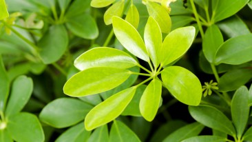 Schefflera – Pflegen, Vermehren und giftig?