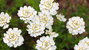 Schleifenblume (Iberis) – Pflege, Standort & Krankheiten