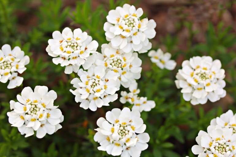 Schleifenblume (Iberis) – Pflege, Standort & Krankheiten