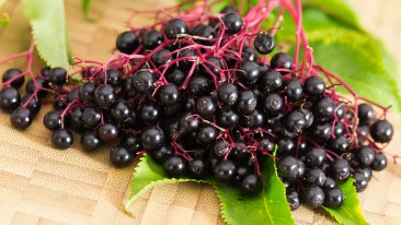 Schwarzer Holunder (Sambucus nigra) – Sorten, Pflege & Vermehrung