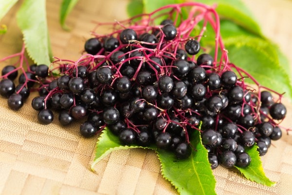Schwarzer Holunder (Sambucus nigra) – Sorten, Pflege & Vermehrung