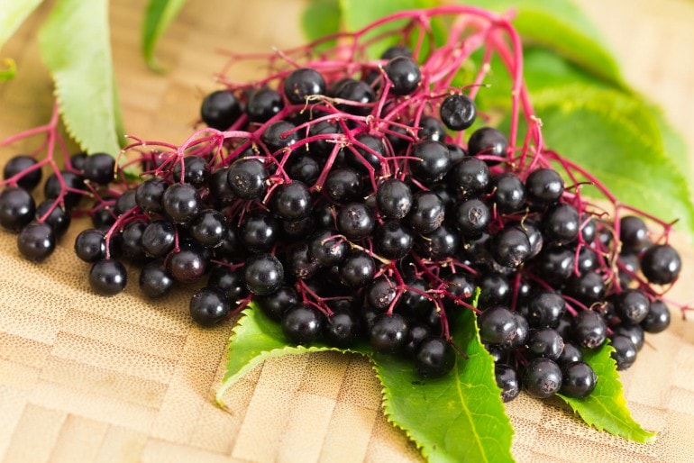 Schwarzer Holunder (Sambucus nigra) – Sorten, Pflege & Vermehrung