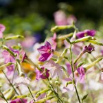 Tabakpflanze (Nicotiana) - das Grunderzeugnis für Zigaretten