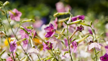 Tabakpflanze (Nicotiana) – Samen, Anbau und Ertrag