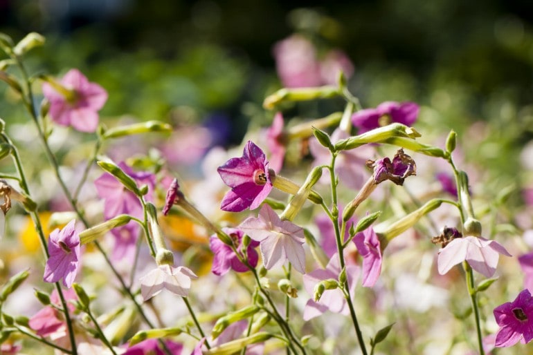 Tabakpflanze (Nicotiana) – Samen, Anbau und Ertrag