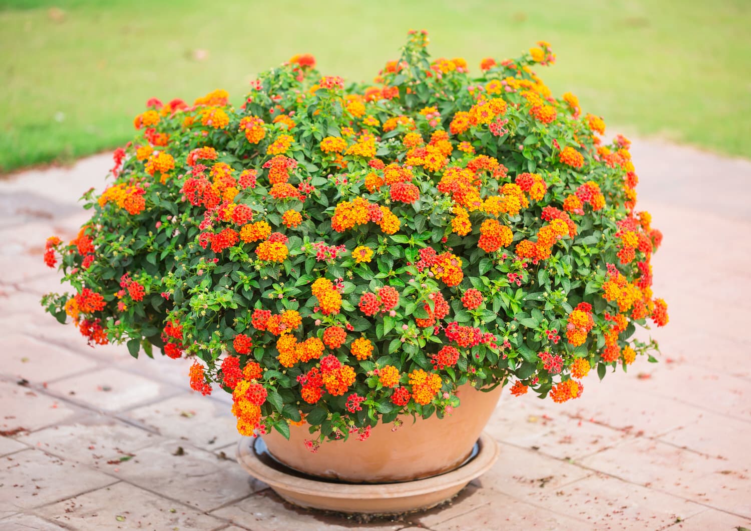 Wandelröschen (Lantana camara) Pflege, Überwintern