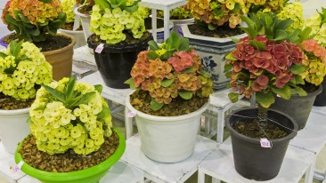 Wolfsmilch (Euphorbia) – vermehren, giftig, Standort