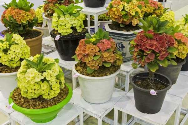 Wolfsmilch (Euphorbia) - Artenvielfalt par exellence