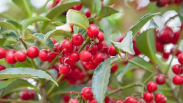 Zwergmispel (Cotoneaster) – pflanzen und Schneidabstand