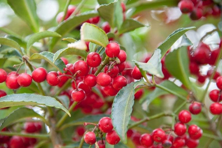 Zwergmispel (Cotoneaster) – pflanzen und Schneidabstand