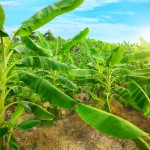 Bananenpflanze (Musa) - Pflege, Düngen und Überwinterung