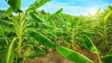 Bananenpflanze (Musa) – Pflege, Düngen und Überwinterung