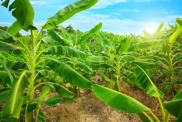 Bananenpflanze (Musa) – Pflege, Düngen und Überwinterung