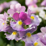 Elfenspiegel oder Venusspiegel (Nemesia) – kaufen, pflanzen und vermehren