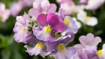 Elfenspiegel (Nemesia)