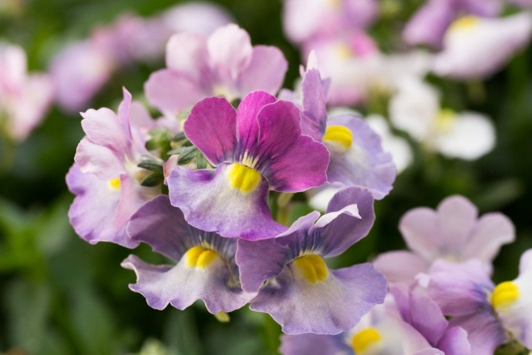 Elfenspiegel (Nemesia)