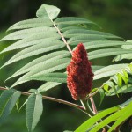 Essigbaum oder Hirschkolbensumach (Rhus typhina) – anpflanzen, schneiden und vermehren