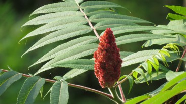 Essigbaum oder Hirschkolbensumach (Rhus typhina)