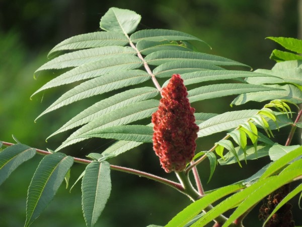 Essigbaum oder Hirschkolbensumach (Rhus typhina) – anpflanzen, schneiden und vermehren