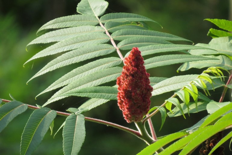 Essigbaum oder Hirschkolbensumach (Rhus typhina)