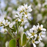 Felsenbirne (Amelanchier) - Sorten, Pflege und Schneiden